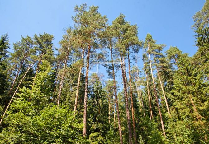 Жуковка 1